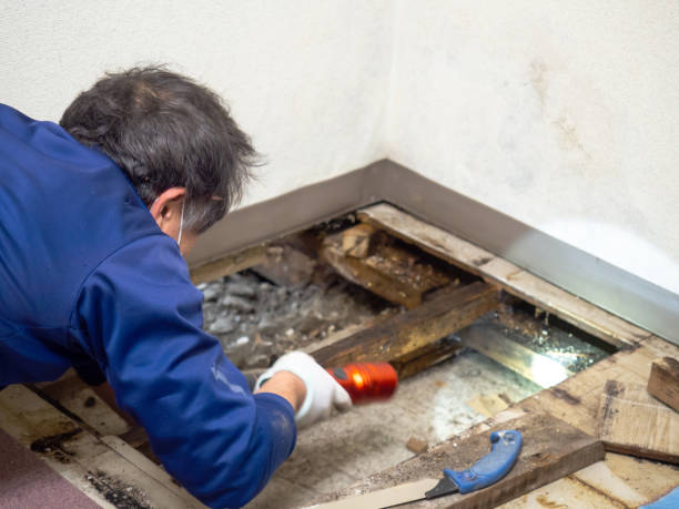 Marshville, NC Mold Removal Company