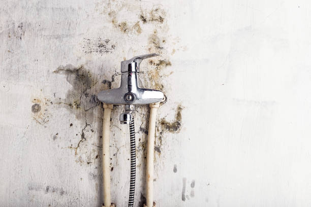 Best Professional Mold Removal  in Marshville, NC