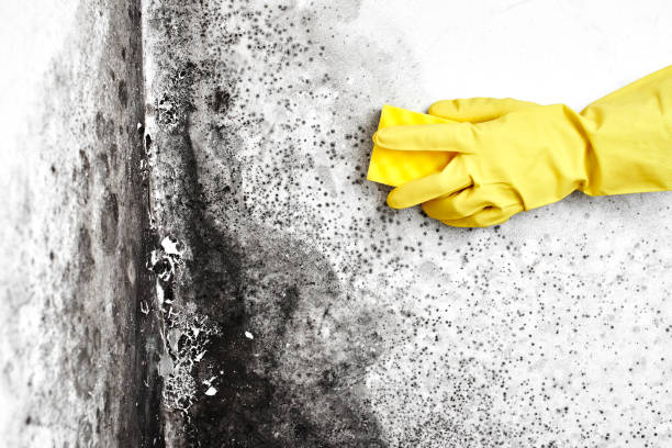 Best Same-Day Mold Removal  in Marshville, NC
