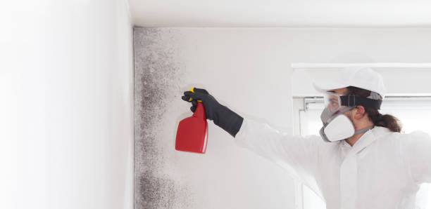 Best Mold Damage Repair  in Marshville, NC