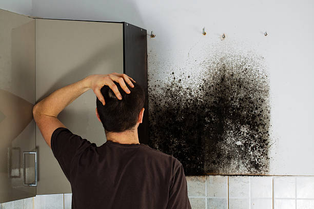 Best Affordable Mold Removal  in Marshville, NC