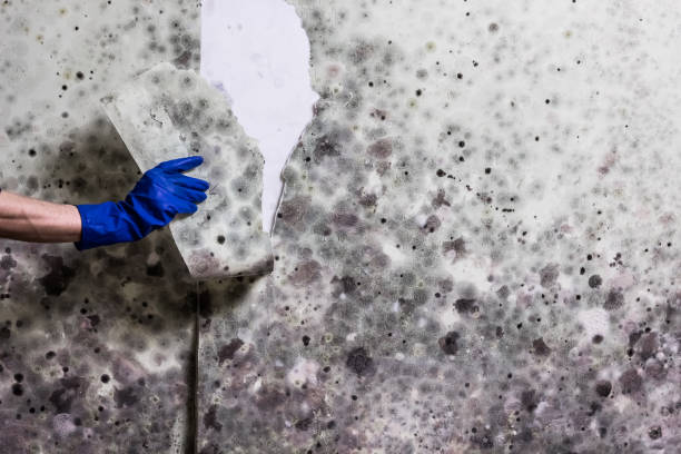 Best Certified Mold Removal  in Marshville, NC